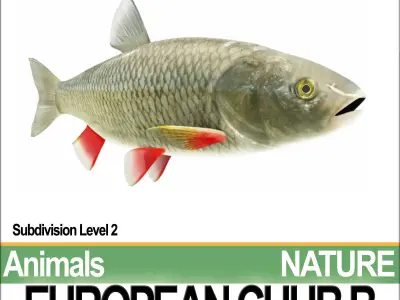 European Chub B 3D model