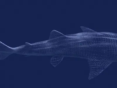 Whale Shark Rhincodon 3D model