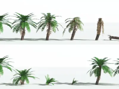 EVERYPlant Pseudoctnis Cycad 3 --12 Models-- 3D model