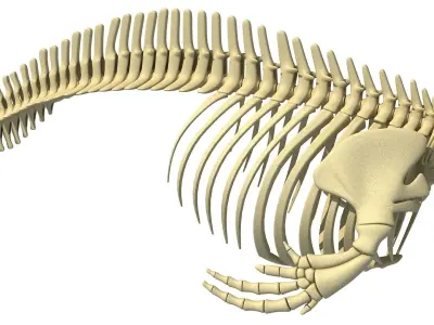 Killer Whale Orca Skeleton 3D model
