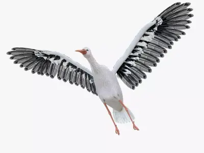 Stork bird rigged 3d model Low-poly 3D model