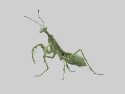 Standing Mantis Model Low-poly 3D model