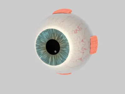 Human Eye Cross Section Eyeball 3D model