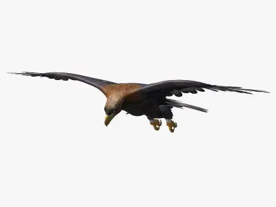 Golden Eagle ANIMATED 3D model