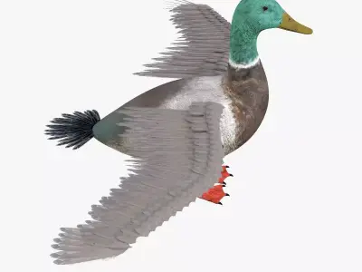 Duck bird rigged 3d model Low-poly 3D model