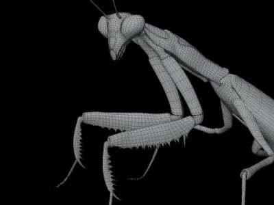 Belalang sembah 3D model