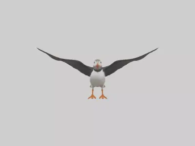 Puffin flying model Low-poly 3D model