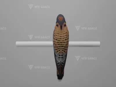 American Kestrel Animation 3D Model Rigged for Blender 3D model