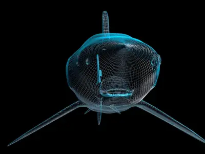 Silky Shark 3D model