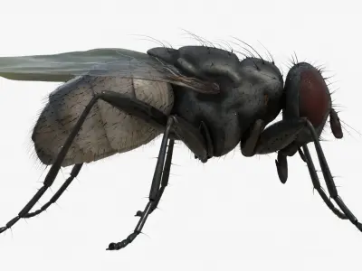 4K Housefly 3D model