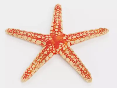 -Necklace Starfish- 3D model