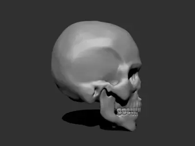 Anatomical skull 3D print model