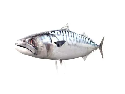 Mackerel Fish 3D model