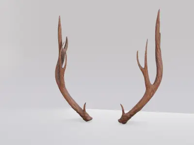 Deer Antlers Free 3D model