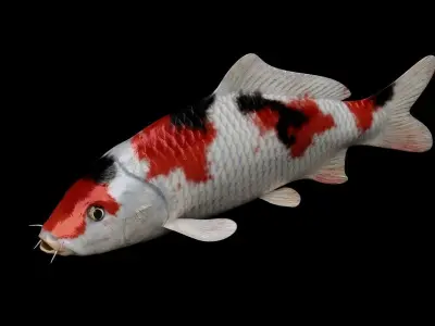 Koi fish Low-poly 3D model