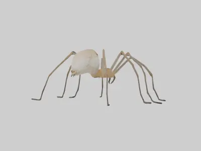 Daddy Longlegs Spider Low-poly 3D model