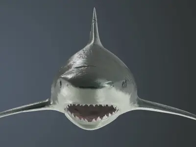 Tiger Shark Low-poly 3D model Low-poly 3D model