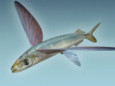 Atlantic Flying Fish 3D model