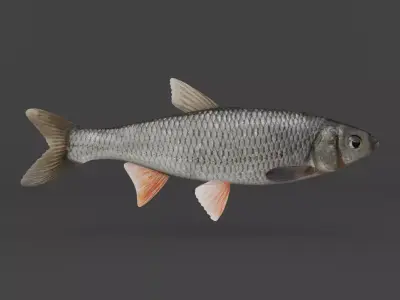 Fish Dace 3D model