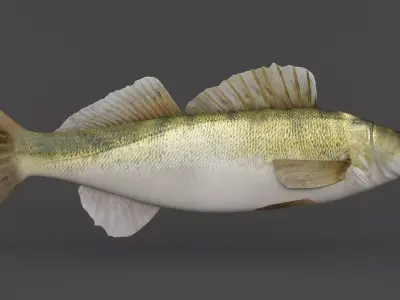 Fish Zander 3D model
