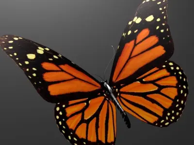 Butterfly model monarch - monarch Low-poly 3D model