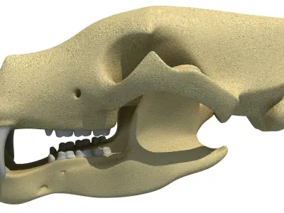 Polar Bear Skull 3D model