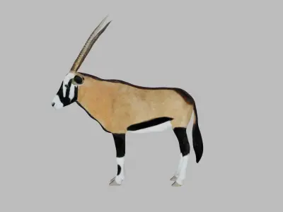 Oryx Antelope Low-poly 3D model