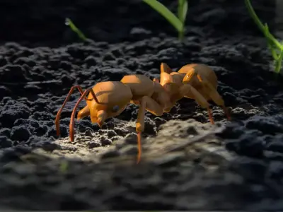 Animated walking ant lowpoly Free low-poly 3D model