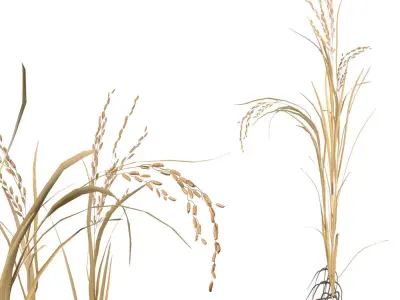 dried rice stalk Low-poly 3D model