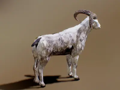 Ovis animated Low-poly 3D model