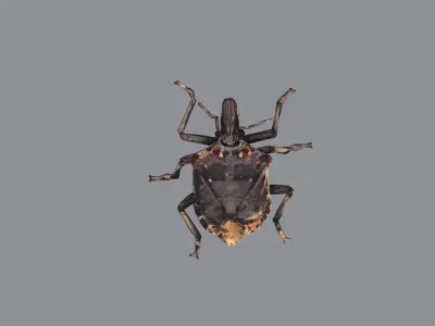 Stink bug Low-poly 3D model