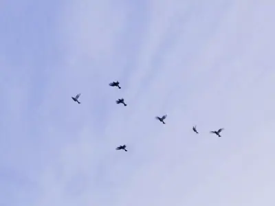 Background Birds Pigeon Flock Updated V5 -Animated - Low Poly Low-poly 3D model