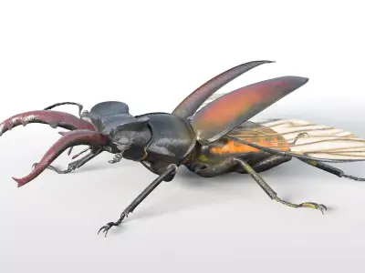Stag Beetle insect Low-poly 3D model