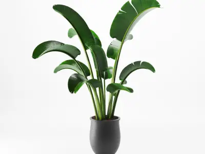 Indoor Decorative Plants in Pot Set - 01 3D model