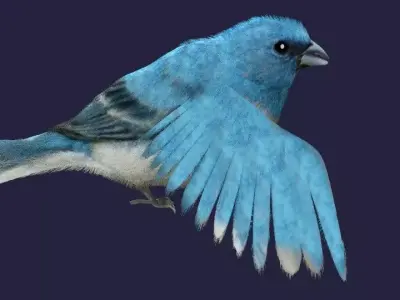 Utah Bird Low-poly 3D model