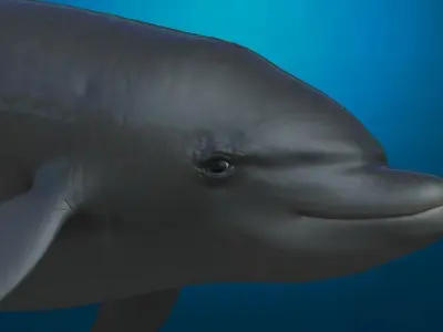 Rigged dolphin Low-poly 3D model