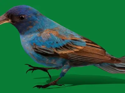 Indigo Bunting Bird 3D model