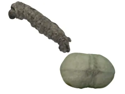 Silkworm With Cocoon 3D model