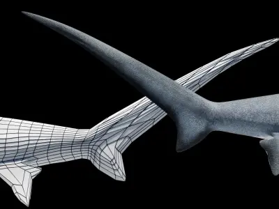 Animated Thresher Shark Low-poly 3D model