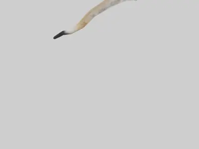 Coyote Tail Low-poly 3D model