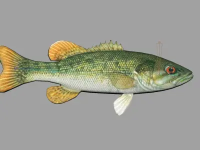 Redeye Bass Realistic Animated Low-poly 3D model