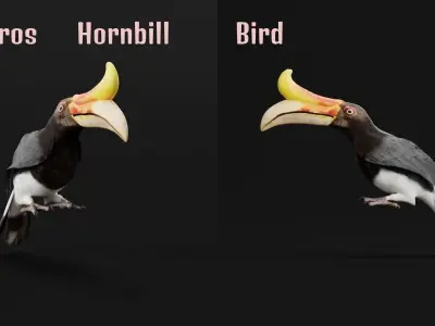 Rhinoceros Hornbill Bird 3D model