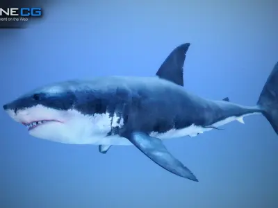 Great White Shark v2 Unity Low-poly 3D model