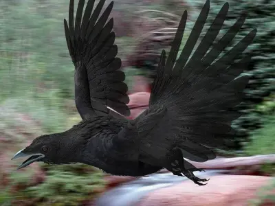 Crow - rigged - animated - Standard - PBR - VRAY Low-poly  3D model