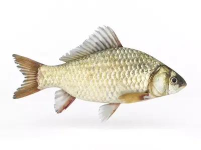 Fish Crucian Carp 3D model