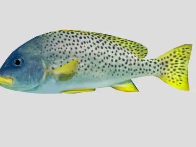 Blackspotted Sweetlips Realistic Animated Low-poly 3D model