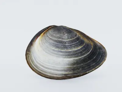 Clam Shellfish Free 3D model