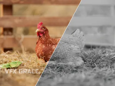 Red Hen Animated VFX Grace 3D model