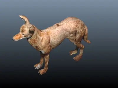 ethiopian wolf  3D model