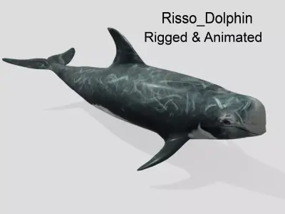 Risso Dolphin Animated Low-poly Low-poly 3D model